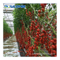 Greenhouse de tomates agricoles à vendre